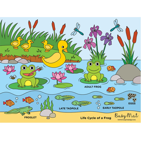 Busymat Travel Placemat - Life Cycle of a Frog