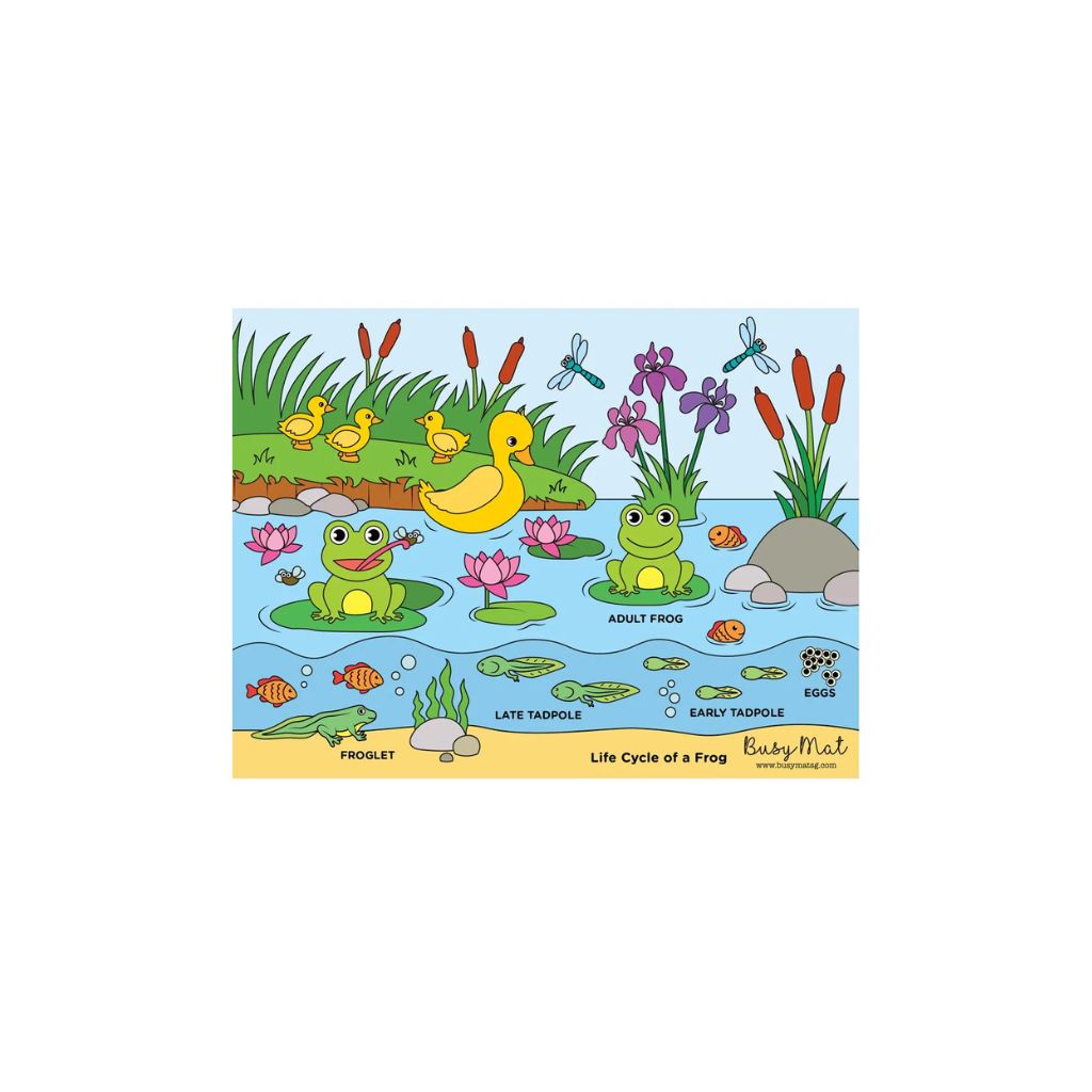 Busymat Travel Placemat - Life Cycle of a Frog