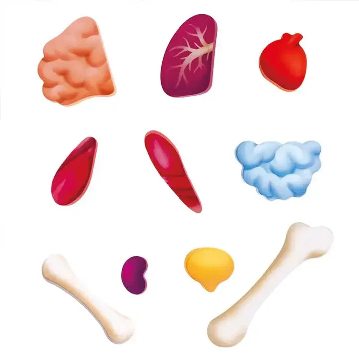 Hape Human Body Puzzle