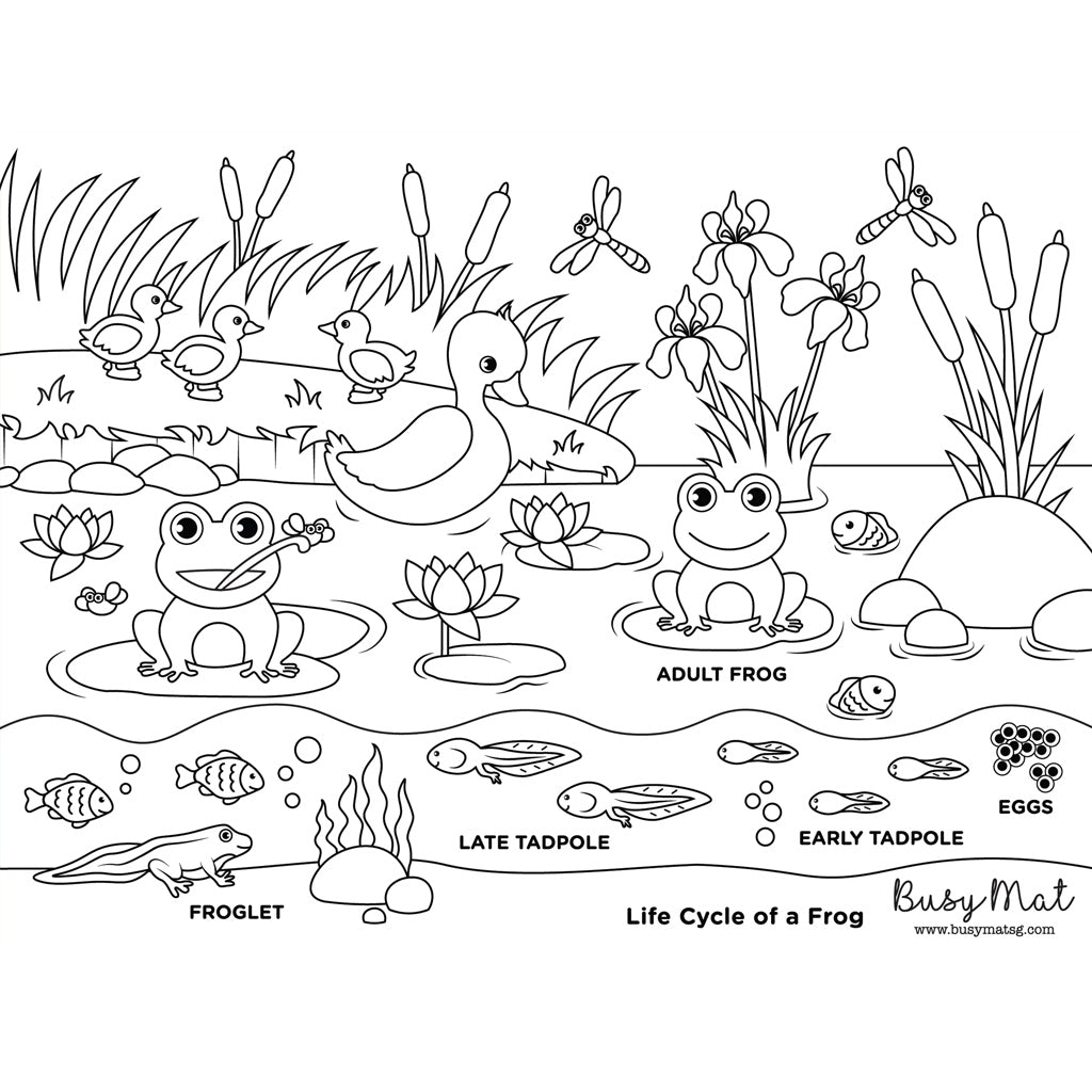 Busymat Travel Placemat - Life Cycle of a Frog